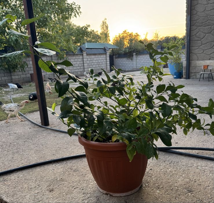 Лимонное дерево домашнее