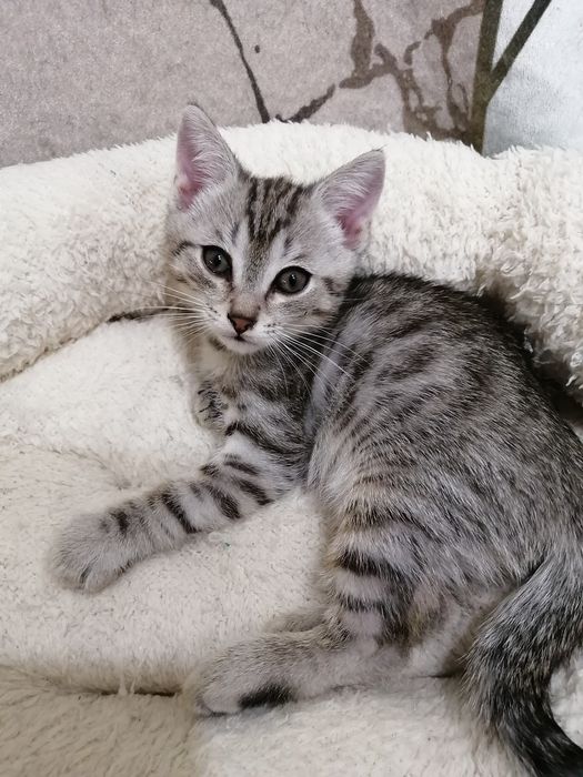 Отдам котят в добрые руки 2мес