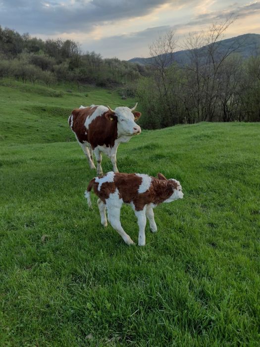 Vand vaci Baltata romaneasca