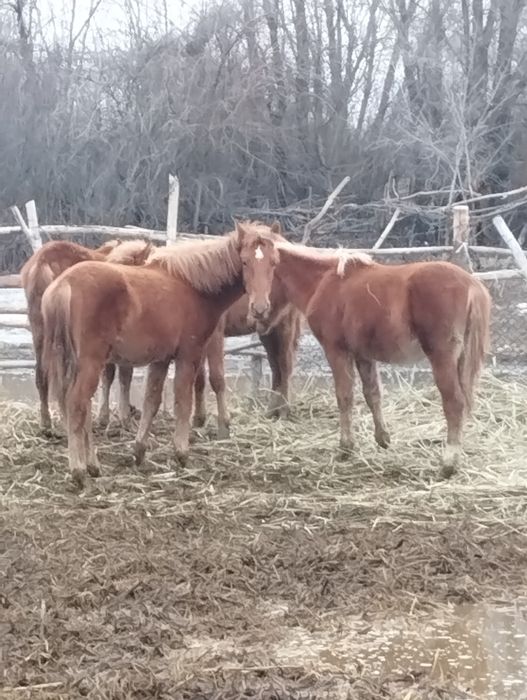 Тайлар сатам 5 бас.