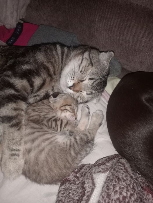 Вислоухая и прямоухий леопардики