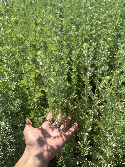Pelin amar uscat , artemisia absintium pelin uscat