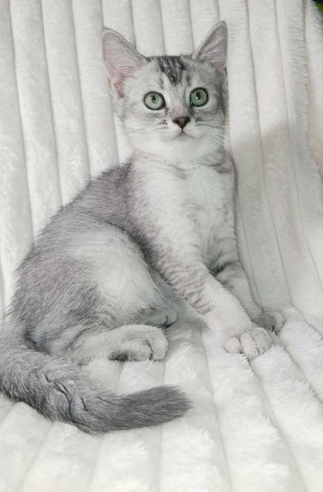 Продается котенок серебристая шиншилла, девочка.Срочно!