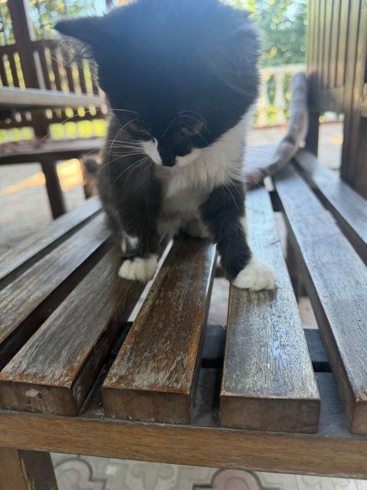 Котёнок девочка ищет дом