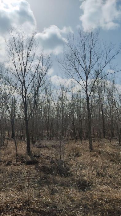 Дуб ясень липа береза каштан