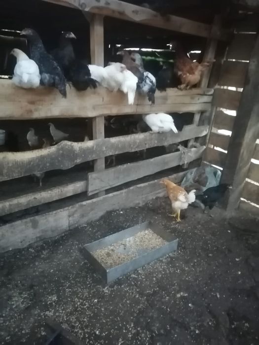 Продам домашних кур и цеплят