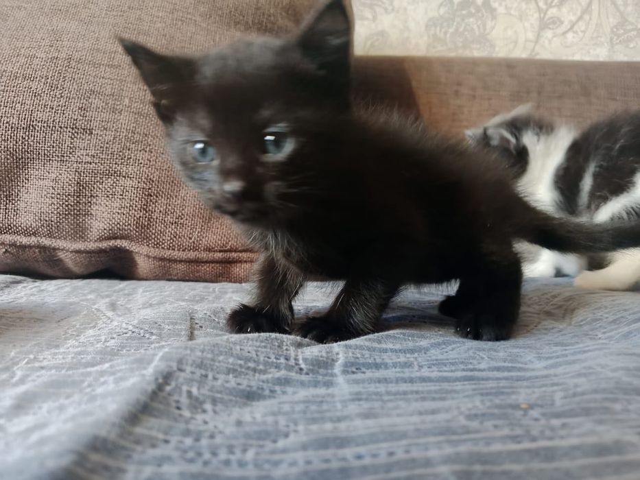 Сына-сыночек и Три лапочки дочки :-)