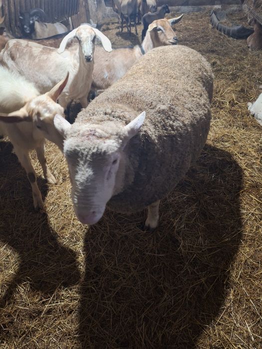 Vand berbec ile de france