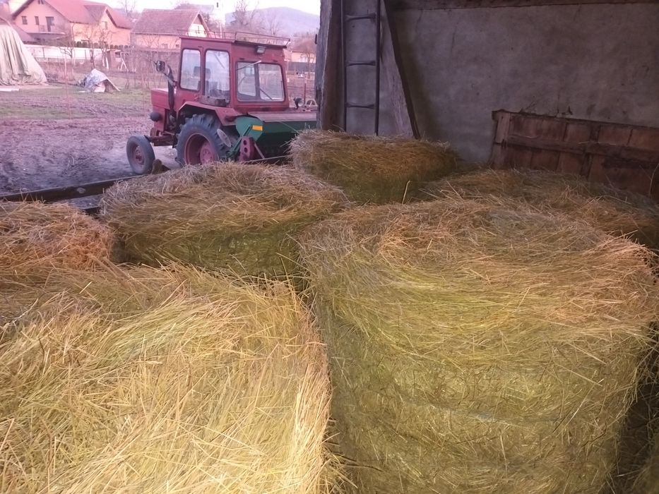 Baloți de lucernă cu fân