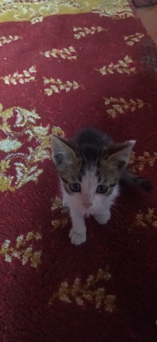 котята бесплатно