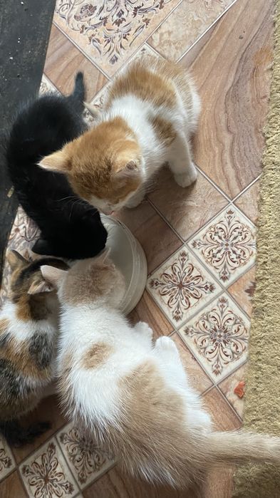 Отдам: котенка, мальчик.