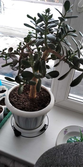 Растение домашнее "Крассула"