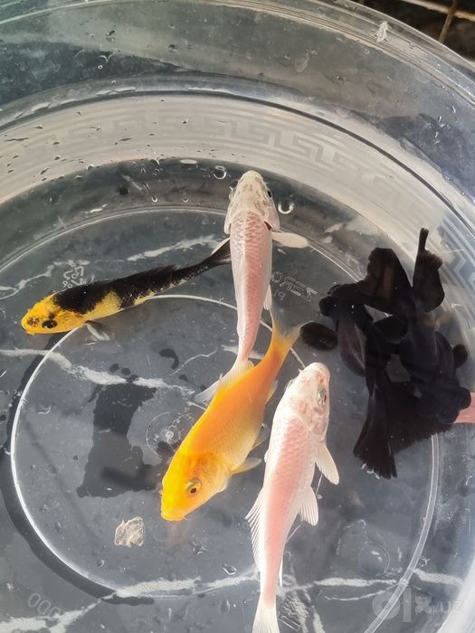 Akvarium baliqlari sotiladi