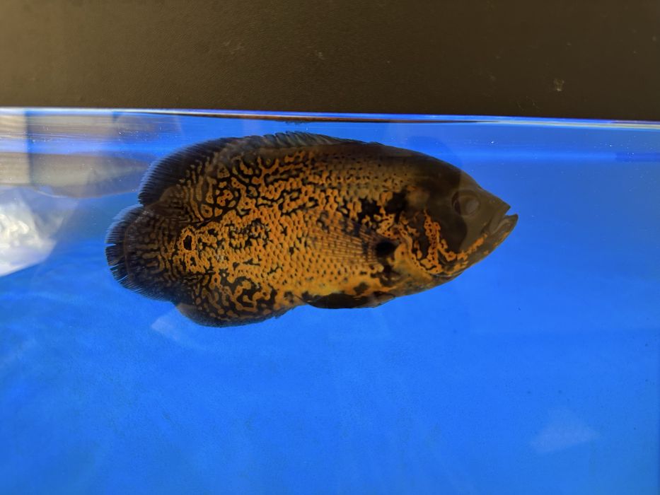 Астронатусы 4 шт срочно