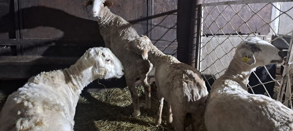 Продам баранов с