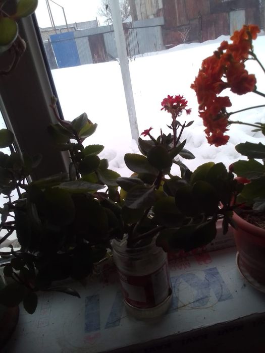 Продам цветы , домашние,разные