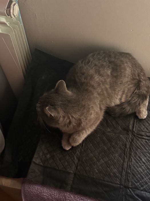 Отдам кошку и даже заплачу за ее корм )