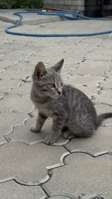 Котята крыселовы в добрые руки