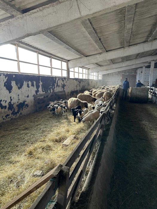 Vand oi turcane tinere cu miel