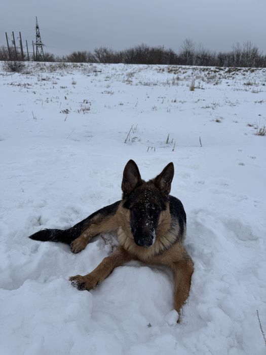 Продам немецкую овчарку