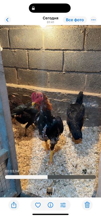 Майски шамо веетнам микс