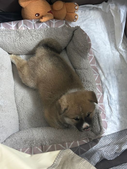 Мъжко кученце Акита ину