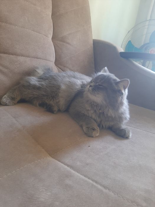 Mushuk srochna sotiladi