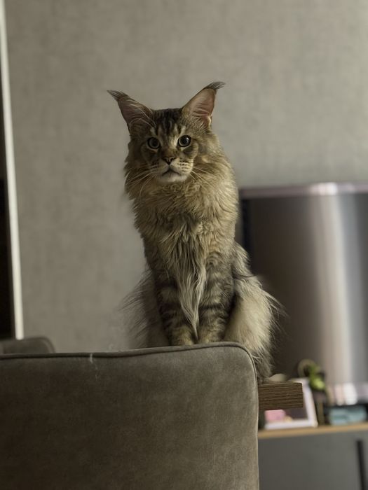 Вязка Мейн-Кун кот