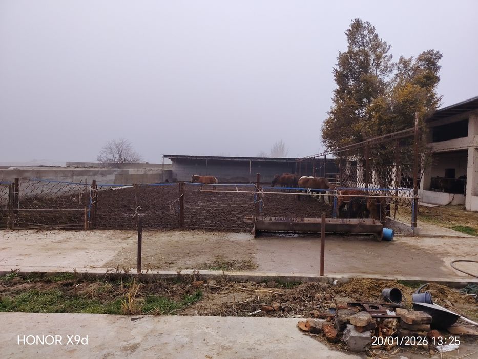 Ferma Yangi yo'lda sotildi Hamroqulda