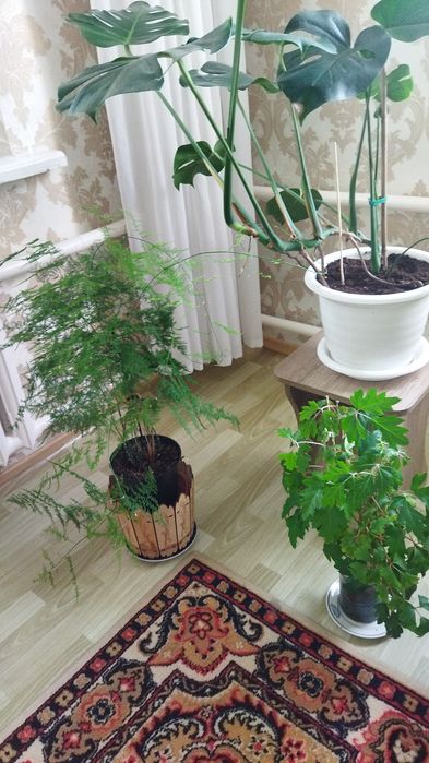Комнатные цветы продам