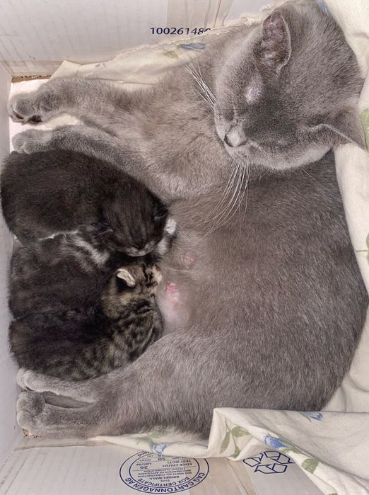 Чистокръвни британски котенца