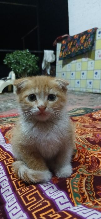 Шотландский кошка.   Shatladski mushuk bolalari