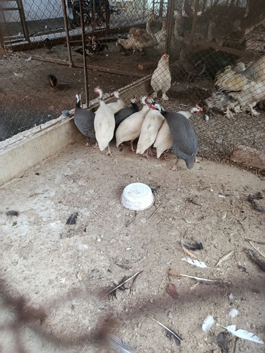 Продам цесарку брама куры