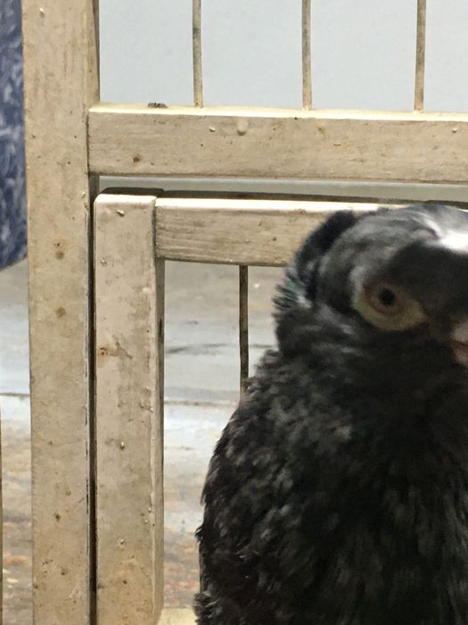 Продам челкарь самец молодой