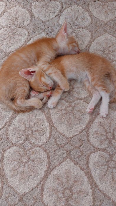 Котята в добрые руки даром