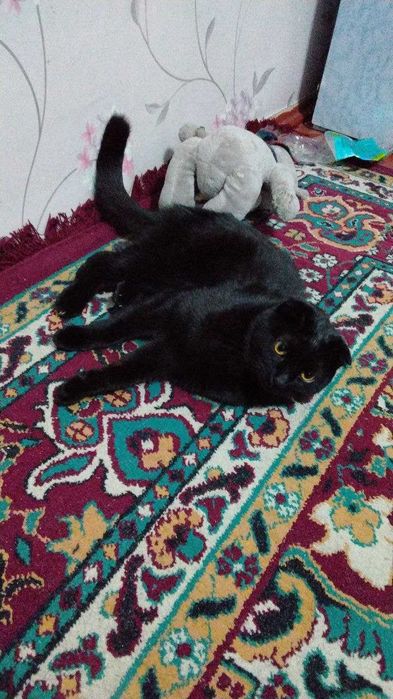 Порода: Скоттиш фолd