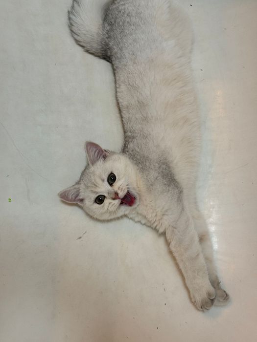 Продаем кота ! В хорошие руки!