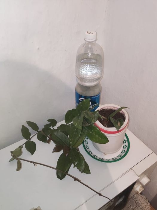 Молочай миля цветущий