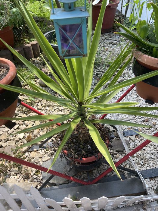 Vand bananieri si yucca