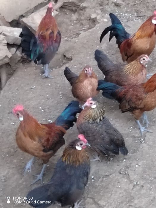 Продавам декоративни кокошки