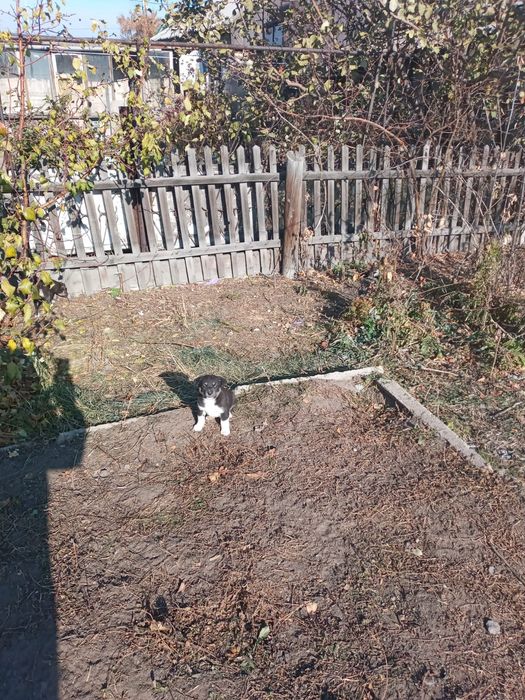 отдам щенят в добрые руки