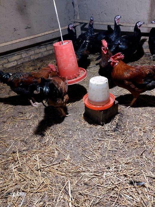 Хoʻrozlar sotiladi.