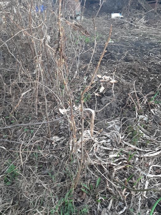 Саженцы чёрной смородины