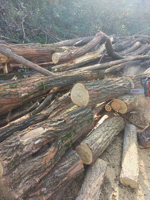 Vând lemn de salcâm la cel mai bun preț!!