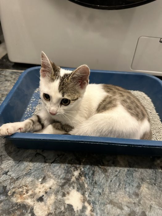Котёнок ищет добрые руки
