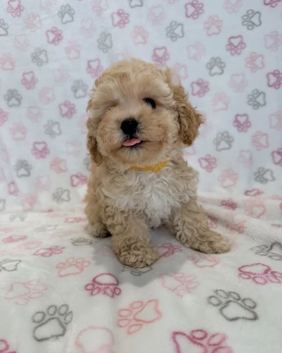 Caniche pudel poodle