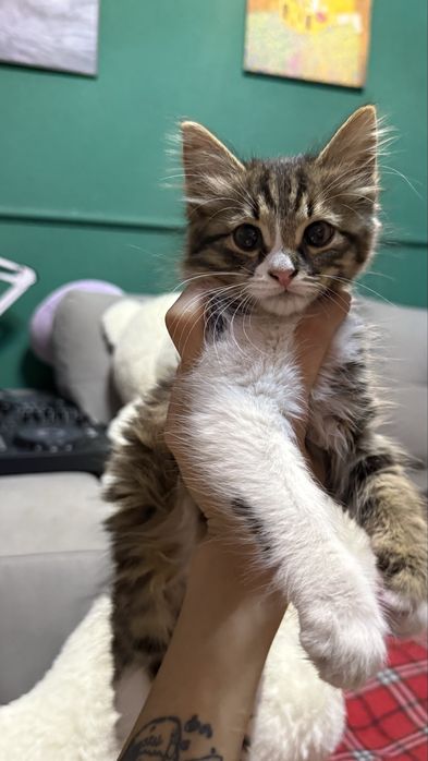Ищем дом котенку