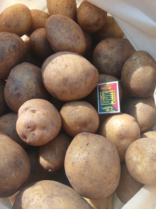 Картофель домашний продам