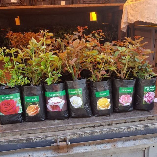 Штамповая роза Фергана