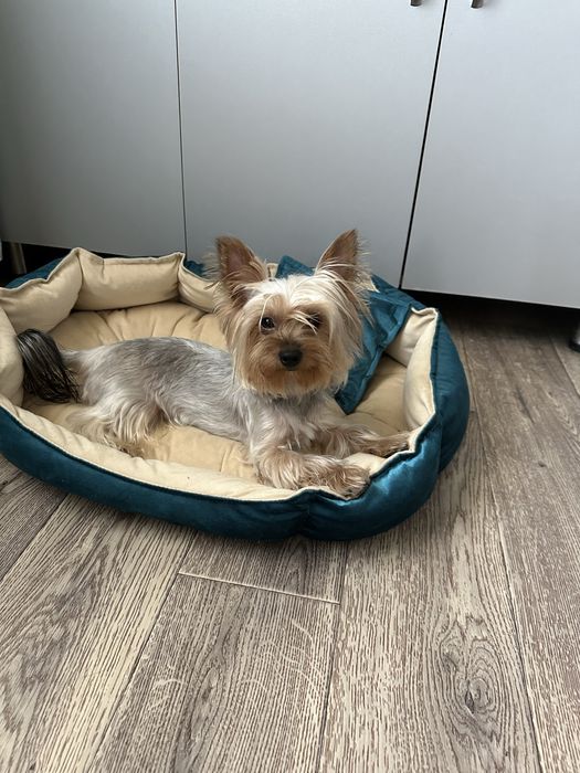 Йорк мальчик ищет невесту